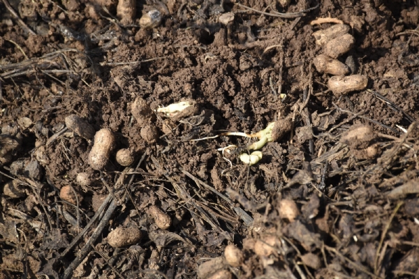 સુરેન્દ્રનગર જિલ્લામાં કમોસમી વરસાદી નુકસાન બાદ 500 સર્વે ટીમો દ્વારા તમામ તાલુકાઓમાં સર્વે કામગીરી પૂર્ણ સુરેન્દ્રનગર જિલ્લામાં કમોસમી વરસાદી નુકસાન બાદ 500 સર્વે ટીમો દ્વારા તમામ તાલુકાઓમાં સર્વે કામગીરી પૂર્ણ