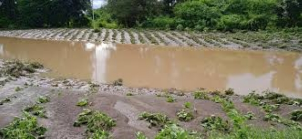 In Vagad of Dhandhuka taluka, 80 percent of cotton crop failed in 900 hectares In Vagad of Dhandhuka taluka, 80 percent of cotton crop failed in 900 hectares