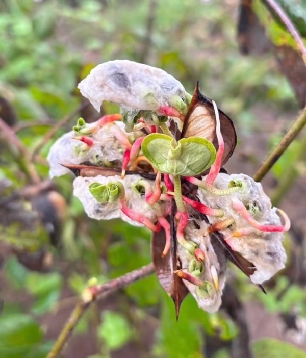 પાકમાં સુકારો અટકાવવા સળિયાથી થડની બાજુમાં ચાર આંગળ દૂર કાણા કરી દેવા* ...... પાકમાં સુકારો અટકાવવા સળિયાથી થડની બાજુમાં ચાર આંગળ દૂર કાણા કરી દેવા* ......