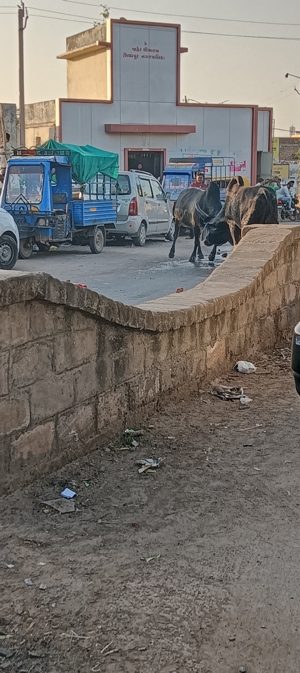 સિદ્ધપુર જુના ડેપો પાસે આખલા યુદ્ધ , પાણી છાંટી લોકોએ છોડાવ્યા