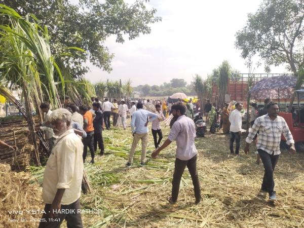 સિદ્ધપુરમાં શેરડીનો મેળો: 40 ગાડીમાં 520 ટન શેરડી ખડકાતાં ધૂમ વેચાણ સિદ્ધપુરમાં શેરડીનો મેળો: 40 ગાડીમાં 520 ટન શેરડી ખડકાતાં ધૂમ વેચાણ
