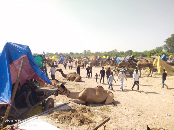 સિદ્ધપુરમા ઊંટનો મેળો: રાજસ્થાન-ગુજરાતના 10–15 હજાર ઊંટોના વેચાણ માટેઆવ્યા, રૂ. 45 હજારની સૌથી ઊંચી બોલી સિદ્ધપુરમા ઊંટનો મેળો: રાજસ્થાન-ગુજરાતના 10–15 હજાર ઊંટોના વેચાણ માટેઆવ્યા, રૂ. 45 હજારની સૌથી ઊંચી બોલી