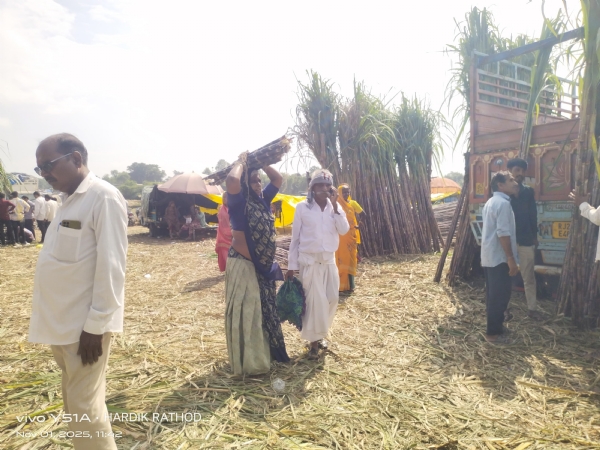 સિદ્ધપુરમાં શેરડીનો મેળો: 40 ગાડીમાં 520 ટન શેરડી ખડકાતાં ધૂમ વેચાણ સિદ્ધપુરમાં શેરડીનો મેળો: 40 ગાડીમાં 520 ટન શેરડી ખડકાતાં ધૂમ વેચાણ