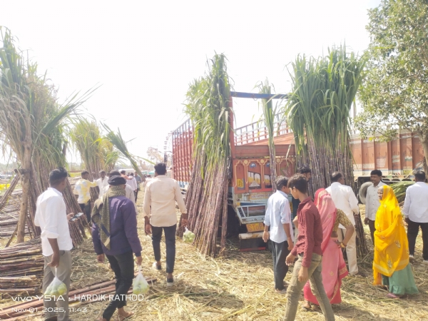 સિદ્ધપુરમાં શેરડીનો મેળો: 40 ગાડીમાં 520 ટન શેરડી ખડકાતાં ધૂમ વેચાણ સિદ્ધપુરમાં શેરડીનો મેળો: 40 ગાડીમાં 520 ટન શેરડી ખડકાતાં ધૂમ વેચાણ