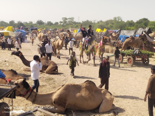 સિદ્ધપુરમા ઊંટનો મેળો: રાજસ્થાન-ગુજરાતના 10–15 હજાર ઊંટોના વેચાણ માટેઆવ્યા, રૂ. 45 હજારની સૌથી ઊંચી બોલી સિદ્ધપુરમા ઊંટનો મેળો: રાજસ્થાન-ગુજરાતના 10–15 હજાર ઊંટોના વેચાણ માટેઆવ્યા, રૂ. 45 હજારની સૌથી ઊંચી બોલી
