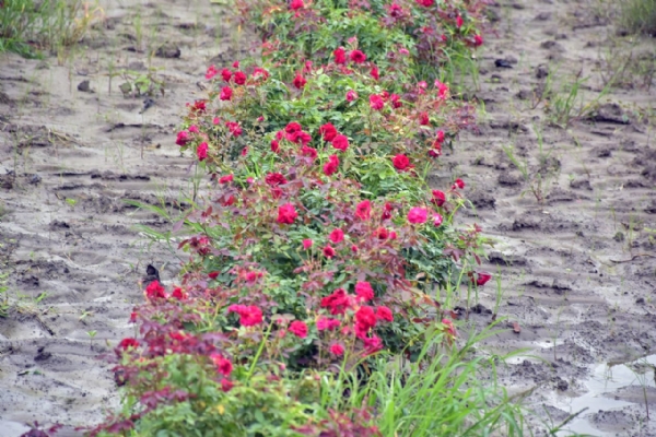 એક વિઘામાં કાશ્મીરી લાલ ગુલાબથી દોઢ લાખની કમાણી — યુવા ખેડૂત અજન ચૌહાણ બન્યા પ્રેરણાસ્ત્રોત