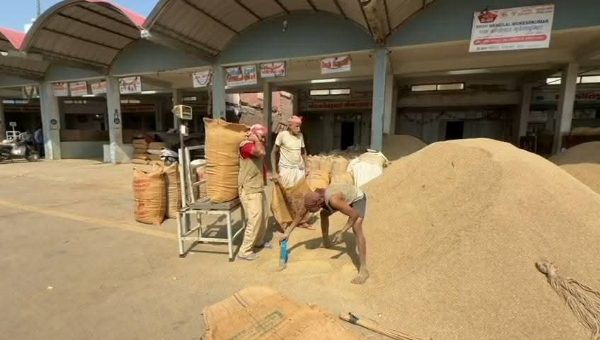 કમોસમી વરસાદ બાદ ઊંઝા માર્કેટ યાર્ડમાં જીરાના ભાવમાં વધારો