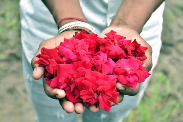 એક વિઘામાં કાશ્મીરી લાલ ગુલાબથી દોઢ લાખની કમાણી — યુવા ખેડૂત અજન ચૌહાણ બન્યા પ્રેરણાસ્ત્રોત