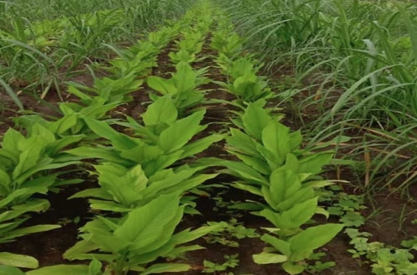 પ્રાકૃતિક ખેતીમાં સહજીવી પાક (મિશ્ર પાક) પદ્ધતિથી થાય છે અનેકવિધ ફાયદોઓ. પ્રાકૃતિક ખેતીમાં સહજીવી પાક (મિશ્ર પાક) પદ્ધતિથી થાય છે અનેકવિધ ફાયદોઓ.