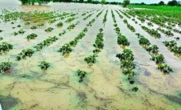 રાજ્ય સરકારની પાક નુકસાની માટે 10 હજાર કરોડની જાહેરાત,મુખ્યમંત્રીએ એક્સ પર પોસ્ટ કરી માહિતી રાજ્ય સરકારની પાક નુકસાની માટે 10 હજાર કરોડની જાહેરાત,મુખ્યમંત્રીએ એક્સ પર પોસ્ટ કરી માહિતી