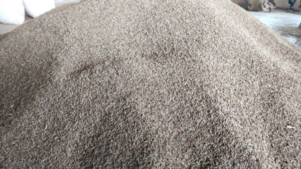 કમોસમી વરસાદ બાદ ઊંઝા માર્કેટ યાર્ડમાં જીરાના ભાવમાં વધારો