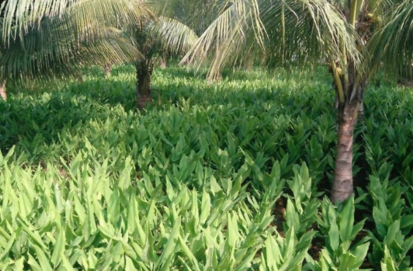 પ્રાકૃતિક ખેતીમાં સહજીવી પાક (મિશ્ર પાક) પદ્ધતિથી થાય છે અનેકવિધ ફાયદોઓ. પ્રાકૃતિક ખેતીમાં સહજીવી પાક (મિશ્ર પાક) પદ્ધતિથી થાય છે અનેકવિધ ફાયદોઓ.