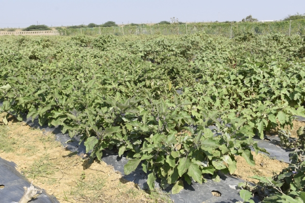 પોરબંદર જિલ્લાના પ્રગતિશીલ ખેડૂતની અનોખી પહેલ: પ્રાકૃતિક કૃષિ અપનાવીને મબલક આવક સાથે સુદૃઢ સ્વાસ્થ્ય તરફ પ્રયાણ. પોરબંદર જિલ્લાના પ્રગતિશીલ ખેડૂતની અનોખી પહેલ: પ્રાકૃતિક કૃષિ અપનાવીને મબલક આવક સાથે સુદૃઢ સ્વાસ્થ્ય તરફ પ્રયાણ.