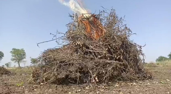 અમરેલીના ખેડૂતોએ મગફળીના પાક સળગાવી અમરેલીના ખેડૂતોએ મગફળીના પાક સળગાવી