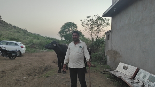 પશુપાલન માથિ લાખોની આવક મેળવી પશુપાલન માથિ લાખોની આવક મેળવી