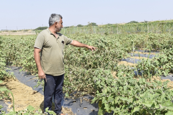 પોરબંદર જિલ્લાના પ્રગતિશીલ ખેડૂતની અનોખી પહેલ: પ્રાકૃતિક કૃષિ અપનાવીને મબલક આવક સાથે સુદૃઢ સ્વાસ્થ્ય તરફ પ્રયાણ. પોરબંદર જિલ્લાના પ્રગતિશીલ ખેડૂતની અનોખી પહેલ: પ્રાકૃતિક કૃષિ અપનાવીને મબલક આવક સાથે સુદૃઢ સ્વાસ્થ્ય તરફ પ્રયાણ.