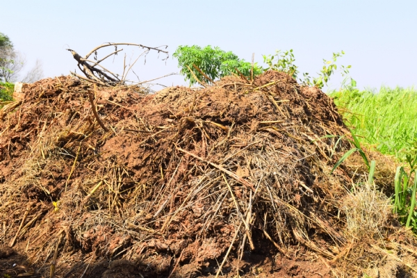 પોરબંદર જિલ્લાના પ્રગતિશીલ ખેડૂતની અનોખી પહેલ: પ્રાકૃતિક કૃષિ અપનાવીને મબલક આવક સાથે સુદૃઢ સ્વાસ્થ્ય તરફ પ્રયાણ. પોરબંદર જિલ્લાના પ્રગતિશીલ ખેડૂતની અનોખી પહેલ: પ્રાકૃતિક કૃષિ અપનાવીને મબલક આવક સાથે સુદૃઢ સ્વાસ્થ્ય તરફ પ્રયાણ.