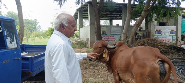 નિવૃત્તિ બાદ પ્રાકૃતિક ખેતી અને દેશી ગૌપાલનથી નવો અધ્યાય લખનાર મહેસાણાના 70 વર્ષીય ડૉક્ટર નટવરદાન ગઢવી નિવૃત્તિ બાદ પ્રાકૃતિક ખેતી અને દેશી ગૌપાલનથી નવો અધ્યાય લખનાર મહેસાણાના 70 વર્ષીય ડૉક્ટર નટવરદાન ગઢવી