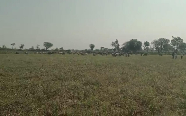 જાફરાબાદ દરિયાઈ પંથકમાં ખેડૂતોના આક્રોશની આગ — પાક નિષ્ફળ જતા મગફળી સળગાવી, ડુંગળીના ખેતરો પશુઓને ખુલ્લા મૂક્યા જાફરાબાદ દરિયાઈ પંથકમાં ખેડૂતોના આક્રોશની આગ — પાક નિષ્ફળ જતા મગફળી સળગાવી, ડુંગળીના ખેતરો પશુઓને ખુલ્લા મૂક્યા