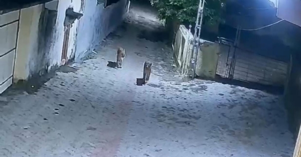 જાફરાબાદ કોસ્ટલ બેલ્ટમાં ફરી સિંહોનું સામ્રાજ્ય – સરવડા ગામમાં બે સિંહોની બિન્દાસ લટાર, સીસીટીવીમાં કેદ દૃશ્ય વાયરલ જાફરાબાદ કોસ્ટલ બેલ્ટમાં ફરી સિંહોનું સામ્રાજ્ય – સરવડા ગામમાં બે સિંહોની બિન્દાસ લટાર, સીસીટીવીમાં કેદ દૃશ્ય વાયરલ