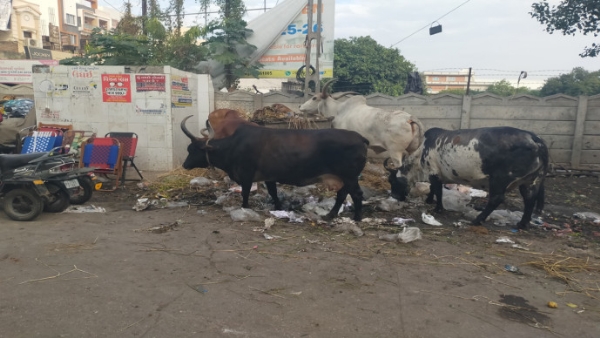 ગંદકીના ગંજ