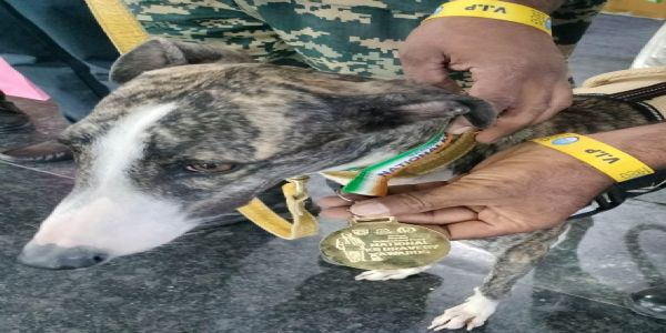 બીએસએફ એ, ડોગ બબીતાની બુદ્ધિમત્તાને સલામ કરી, કે-9 એવોર્ડ પ્રાપ્ત કર્યો