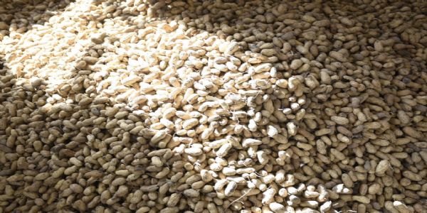 કેબિનેટ મંત્રી અર્જુન મોઢવાડિયાએ ટેકાના ભાવે મગફળી ખરીદીનો શુભારંભ કરાવ્યો.