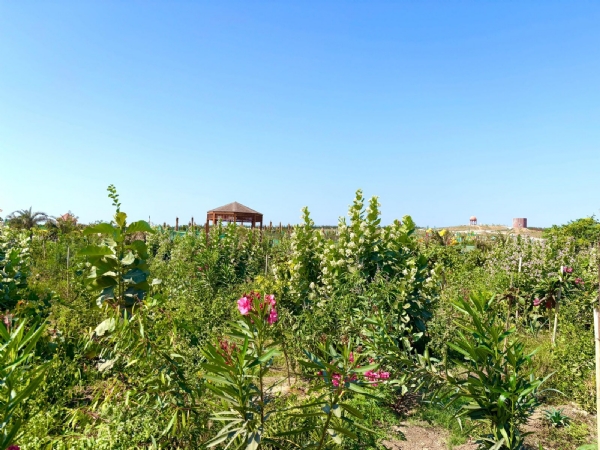 ગ્રીન ગુજરાત, વિકસિત ગુજરાત છેલ્લા 3 વર્ષમાં 1.04 લાખ હેક્ટર વન વિસ્તારમાં વાવેતરની કામગીરી ગ્રીન ગુજરાત, વિકસિત ગુજરાત છેલ્લા 3 વર્ષમાં 1.04 લાખ હેક્ટર વન વિસ્તારમાં વાવેતરની કામગીરી