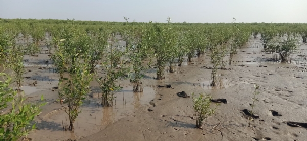 ગ્રીન ગુજરાત, વિકસિત ગુજરાત છેલ્લા 3 વર્ષમાં 1.04 લાખ હેક્ટર વન વિસ્તારમાં વાવેતરની કામગીરી ગ્રીન ગુજરાત, વિકસિત ગુજરાત છેલ્લા 3 વર્ષમાં 1.04 લાખ હેક્ટર વન વિસ્તારમાં વાવેતરની કામગીરી