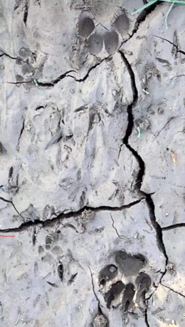 બબાસણા ગામે ગત રાત્રે અજાણ્યા જંગલી પ્રાણીએ બાંધેલી સાત મહિનાની પાડીનું મારણ કરતાં ખેડૂતો અને ગ્રામજનોમાં ભય બબાસણા ગામે ગત રાત્રે અજાણ્યા જંગલી પ્રાણીએ બાંધેલી સાત મહિનાની પાડીનું મારણ કરતાં ખેડૂતો અને ગ્રામજનોમાં ભય