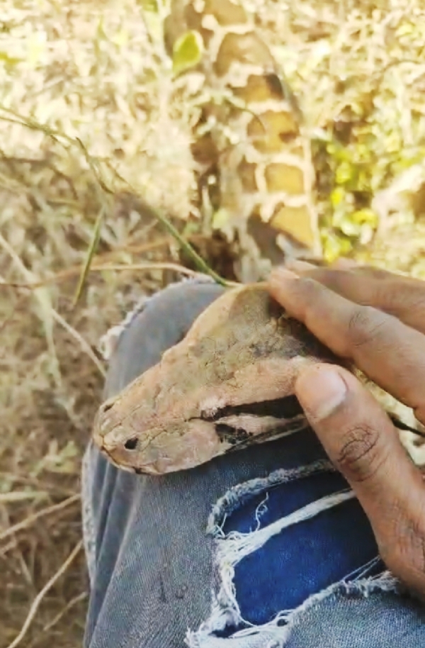 નર્મદા જિલ્લાના કોલીવાડા ગામે ખેતરમાં ઇજાગ્રસ્ત અજગરને સીપીઆર આપી જીવ બચાવ્યો નર્મદા જિલ્લાના કોલીવાડા ગામે ખેતરમાં ઇજાગ્રસ્ત અજગરને સીપીઆર આપી જીવ બચાવ્યો