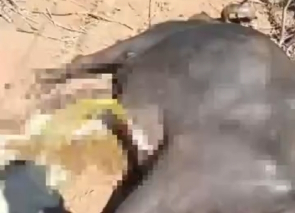 હારીજ તાલુકાના ગોવના ગામે ખેતરમાં તૂટેલા વાયરથી કરંટ લાગતા ભેંસનું મોત હારીજ તાલુકાના ગોવના ગામે ખેતરમાં તૂટેલા વાયરથી કરંટ લાગતા ભેંસનું મોત