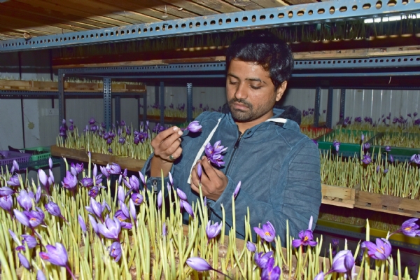 aeroponic cultivation of premium Mogra Kashmiri saffron aeroponic cultivation of premium Mogra Kashmiri saffron