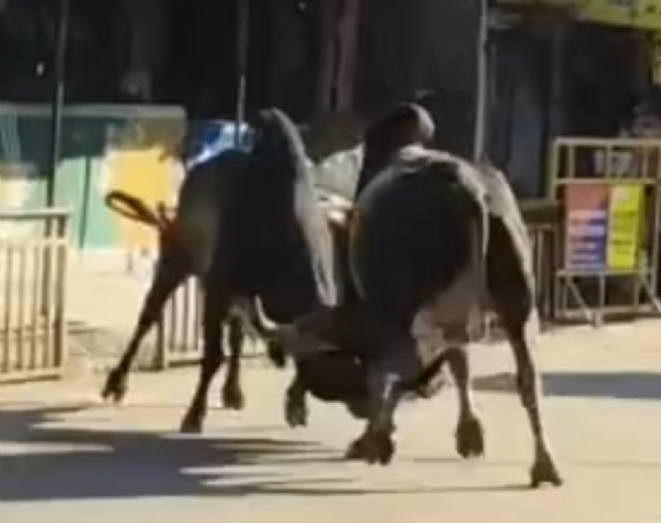 શંભેશ્વરના મેઈન બજારમાં બે આખલાનું યુદ્ધ, મેઈન બજારમાં રખડતા ઢોરનો ત્રાસ વધ્યો શંભેશ્વરના મેઈન બજારમાં બે આખલાનું યુદ્ધ, મેઈન બજારમાં રખડતા ઢોરનો ત્રાસ વધ્યો