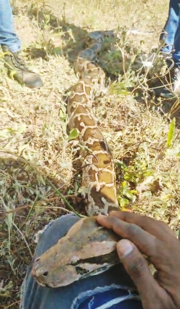 નર્મદા જિલ્લાના કોલીવાડા ગામે ખેતરમાં ઇજાગ્રસ્ત અજગરને સીપીઆર આપી જીવ બચાવ્યો નર્મદા જિલ્લાના કોલીવાડા ગામે ખેતરમાં ઇજાગ્રસ્ત અજગરને સીપીઆર આપી જીવ બચાવ્યો