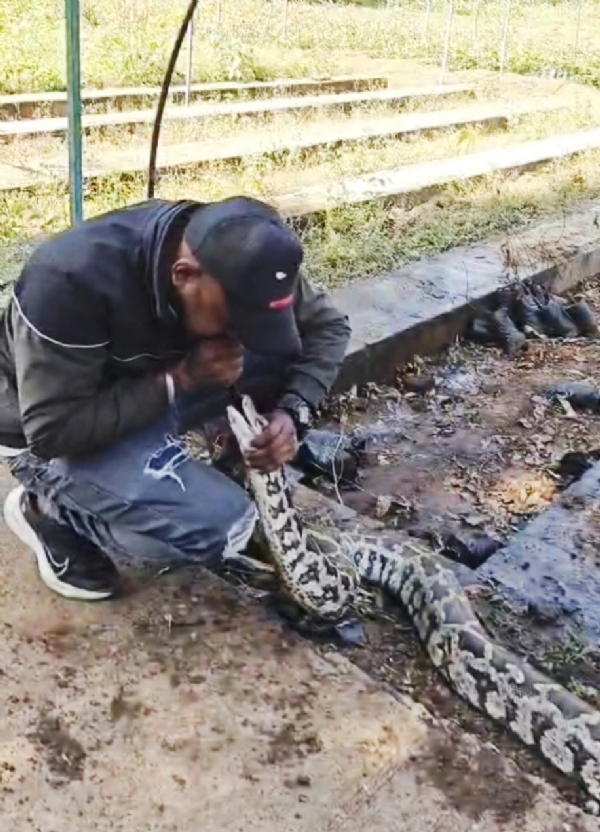 નર્મદા જિલ્લાના કોલીવાડા ગામે ખેતરમાં ઇજાગ્રસ્ત અજગરને સીપીઆર આપી જીવ બચાવ્યો નર્મદા જિલ્લાના કોલીવાડા ગામે ખેતરમાં ઇજાગ્રસ્ત અજગરને સીપીઆર આપી જીવ બચાવ્યો