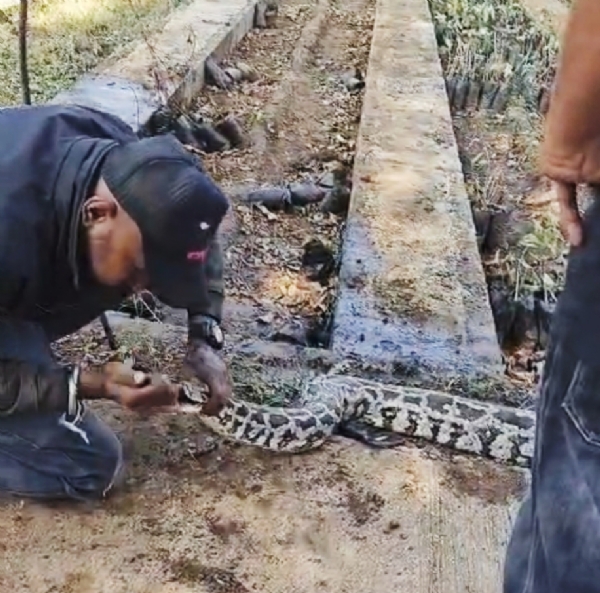 નર્મદા જિલ્લાના કોલીવાડા ગામે ખેતરમાં ઇજાગ્રસ્ત અજગરને સીપીઆર આપી જીવ બચાવ્યો નર્મદા જિલ્લાના કોલીવાડા ગામે ખેતરમાં ઇજાગ્રસ્ત અજગરને સીપીઆર આપી જીવ બચાવ્યો