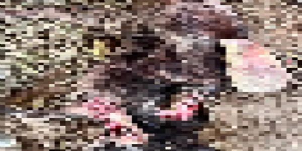 બબાસણા ગામે અજાણ્યા જંગલી પ્રાણીએ બાંધેલી સાત મહિનાની પાડીનું મારણ કરતાં ખેડૂતો અને ગ્રામજનોમાં ભય