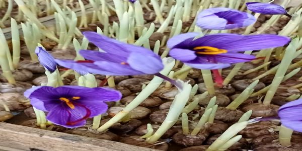 વડોદરાના દંપતી વૈભવ અને આસ્થા પટેલ, પ્રીમિયમ મોગરા કાશ્મીરી કેસરની એરોપોનિક ખેતીમાં માસ્ટર