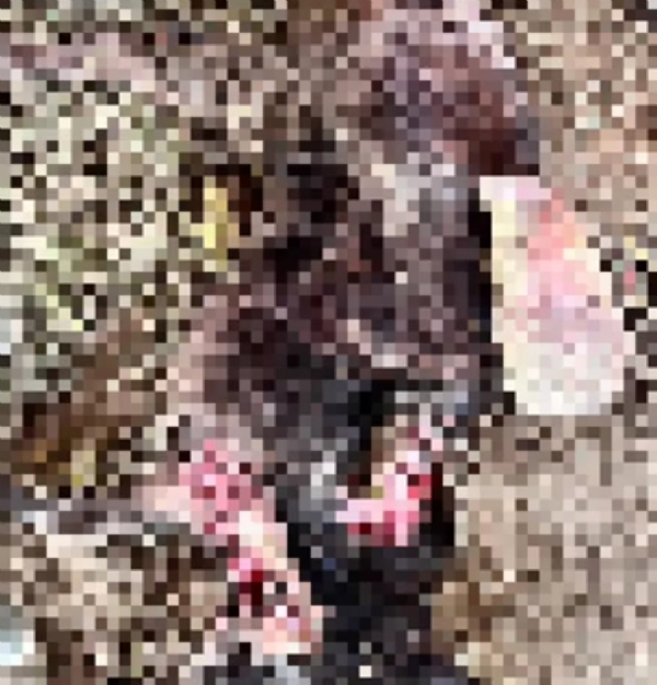 બબાસણા ગામે ગત રાત્રે અજાણ્યા જંગલી પ્રાણીએ બાંધેલી સાત મહિનાની પાડીનું મારણ કરતાં ખેડૂતો અને ગ્રામજનોમાં ભય બબાસણા ગામે ગત રાત્રે અજાણ્યા જંગલી પ્રાણીએ બાંધેલી સાત મહિનાની પાડીનું મારણ કરતાં ખેડૂતો અને ગ્રામજનોમાં ભય