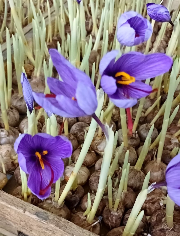 aeroponic cultivation of premium Mogra Kashmiri saffron aeroponic cultivation of premium Mogra Kashmiri saffron