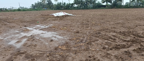 ગીર સોમનાથ ઊના- ગીરગઢડા પંથકમાં કમોસમી વરસાદે ખેડૂતોના ખરીફ પાકને વ્યાપક નુકશાન પહોંચાડેલ અને ખેડૂતોના હાથમાં આવેલ કોળિયો છીનવાઈ જતા હાલ બેહાલ થયા હતા. સમગ્ર પંથકમાં વ્યાપક નુકશાની જવાથી સરકાર દ્વારા સહાય જાહેર કરેલ અને આ સહાય 2 હેક્ટર સુધી નુકસાની થયેલ હોય એ મર્યાદામાં આપવાનું નક્કી કરેલ હોય જે અનુસંધાને ઊના -ગીર ગઢડા પંથકના 38,275 ખેડૂતોએ નુકસાનીની સહાય અંગેના 22 દિવસમાં ફોર્મ ભરેલ જેમાં ઊના પંથકના 20,789 તેમજ ગીરગઢડા પંથક 17,486 ખેડૂતોએ નુકસાની અંગે ફોર્મ ભરેલ હતા. હાલ સરકાર દ્વારા ખેડૂતોને સહાય ની રકમ ખાતામાં જમા થવા લાગી વિસ્તરણ ખેતીવાડી અધિકારી કીર્તિ રાઠોડે જણાવેલ કે જે સહાય ફોર્મ ખેડૂતોએ ભરેલ છે તમામના ખાતામાં ટૂંક સમય -સહાયની રકમ જમા થઈ જ ત્યારે હજુ સુધી નુકસાની-રકમ કેટલી જમા થઈ એ સમ્પૂર્ણ સહાય ખેડૂતોના ખાતામાં જમા થયા બાદ ખ્યાલ આવે. પર સરેરાશ 1 હેક્ટર ગણવા-આવે તો ઊના પંથક-20,789 ખેડૂતોના સહાયન રકમ રૂ.45 કરોડથી વધુ થા પરંતુ સહાયનો સાચો આંક ચોક્કસ સહાય ચૂકવાયા બાદ ખ્યાલ આવી શકશે ગીર સોમનાથ ઊના- ગીરગઢડા પંથકમાં કમોસમી વરસાદે ખેડૂતોના ખરીફ પાકને વ્યાપક નુકશાન પહોંચાડેલ અને ખેડૂતોના હાથમાં આવેલ કોળિયો છીનવાઈ જતા હાલ બેહાલ થયા હતા. સમગ્ર પંથકમાં વ્યાપક નુકશાની જવાથી સરકાર દ્વારા સહાય જાહેર કરેલ અને આ સહાય 2 હેક્ટર સુધી નુકસાની થયેલ હોય એ મર્યાદામાં આપવાનું નક્કી કરેલ હોય જે અનુસંધાને ઊના -ગીર ગઢડા પંથકના 38,275 ખેડૂતોએ નુકસાનીની સહાય અંગેના 22 દિવસમાં ફોર્મ ભરેલ જેમાં ઊના પંથકના 20,789 તેમજ ગીરગઢડા પંથક 17,486 ખેડૂતોએ નુકસાની અંગે ફોર્મ ભરેલ હતા. હાલ સરકાર દ્વારા ખેડૂતોને સહાય ની રકમ ખાતામાં જમા થવા લાગી વિસ્તરણ ખેતીવાડી અધિકારી કીર્તિ રાઠોડે જણાવેલ કે જે સહાય ફોર્મ ખેડૂતોએ ભરેલ છે તમામના ખાતામાં ટૂંક સમય -સહાયની રકમ જમા થઈ જ ત્યારે હજુ સુધી નુકસાની-રકમ કેટલી જમા થઈ એ સમ્પૂર્ણ સહાય ખેડૂતોના ખાતામાં જમા થયા બાદ ખ્યાલ આવે. પર સરેરાશ 1 હેક્ટર ગણવા-આવે તો ઊના પંથક-20,789 ખેડૂતોના સહાયન રકમ રૂ.45 કરોડથી વધુ થા પરંતુ સહાયનો સાચો આંક ચોક્કસ સહાય ચૂકવાયા બાદ ખ્યાલ આવી શકશે