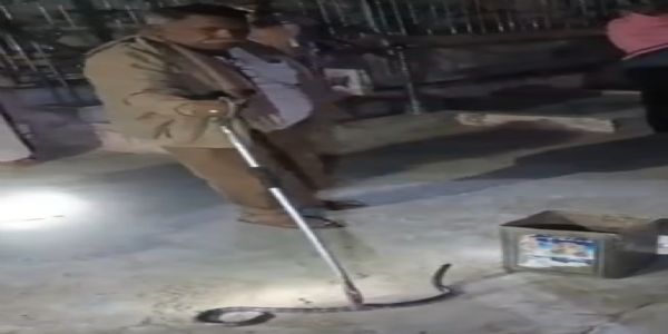 ખીમિયાણા ગામમાં ચાર ફૂટ લાંબો ઝેરી ઇન્ડિયન કોમન ક્રેટ સાપનું રેસ્ક્યુ