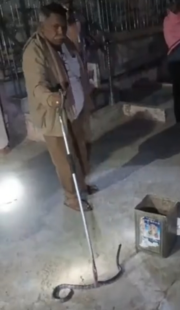 ખીમિયાણા ગામમાં ચાર ફૂટ લાંબો ઝેરી ઇન્ડિયન કોમન ક્રેટ સાપનું રેસ્ક્યુ ખીમિયાણા ગામમાં ચાર ફૂટ લાંબો ઝેરી ઇન્ડિયન કોમન ક્રેટ સાપનું રેસ્ક્યુ