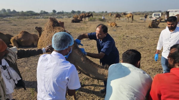 ઊંટને રસી અપાઈ ઊંટને રસી અપાઈ