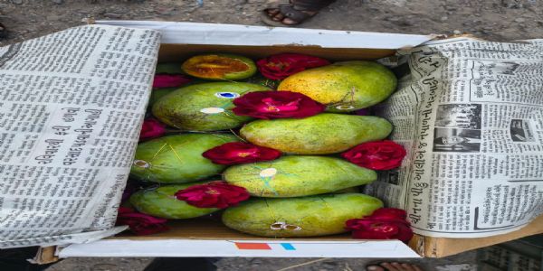 શિયાળી ઠંડીમાં પોરબંદરના યાર્ડ ખાતે કેરીની આવક.