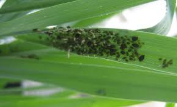 વાવણી બાદ ઘઉંના ઊભા પાકમાં વિવિધ જીવાતઆવતી અટકાવવા માટે ખેતી નિયામક દ્વારા માર્ગદર્શિકા વાવણી બાદ ઘઉંના ઊભા પાકમાં વિવિધ જીવાતઆવતી અટકાવવા માટે ખેતી નિયામક દ્વારા માર્ગદર્શિકા