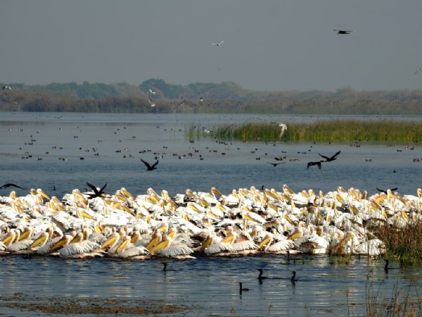 ખીજડિયા પક્ષી અભયારણ્ય 52,400 મુલાકાતીઓ સાથે મજબૂત કરી ગુજરાતની ઇકો-ટુરિઝમ ઓળખ ખીજડિયા પક્ષી અભયારણ્ય 52,400 મુલાકાતીઓ સાથે મજબૂત કરી ગુજરાતની ઇકો-ટુરિઝમ ઓળખ