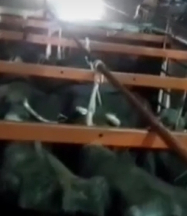 ખળી ગામેથી પશુઓ ભરેલી આઈસર ટ્રક ઝડપાઈ ખળી ગામેથી પશુઓ ભરેલી આઈસર ટ્રક ઝડપાઈ