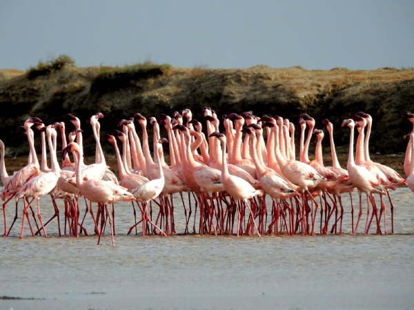 ખીજડિયા પક્ષી અભયારણ્ય 52,400 મુલાકાતીઓ સાથે મજબૂત કરી ગુજરાતની ઇકો-ટુરિઝમ ઓળખ ખીજડિયા પક્ષી અભયારણ્ય 52,400 મુલાકાતીઓ સાથે મજબૂત કરી ગુજરાતની ઇકો-ટુરિઝમ ઓળખ